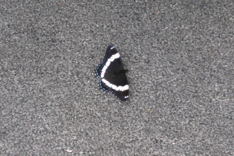 ../image/day 4 moth 4.jpg